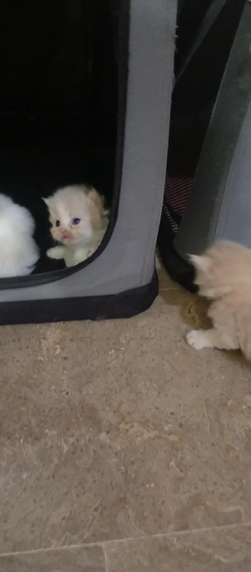cute kittens — photo 10