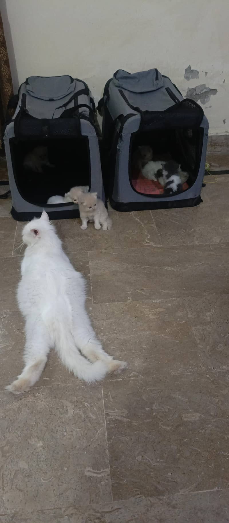 cute kittens 10