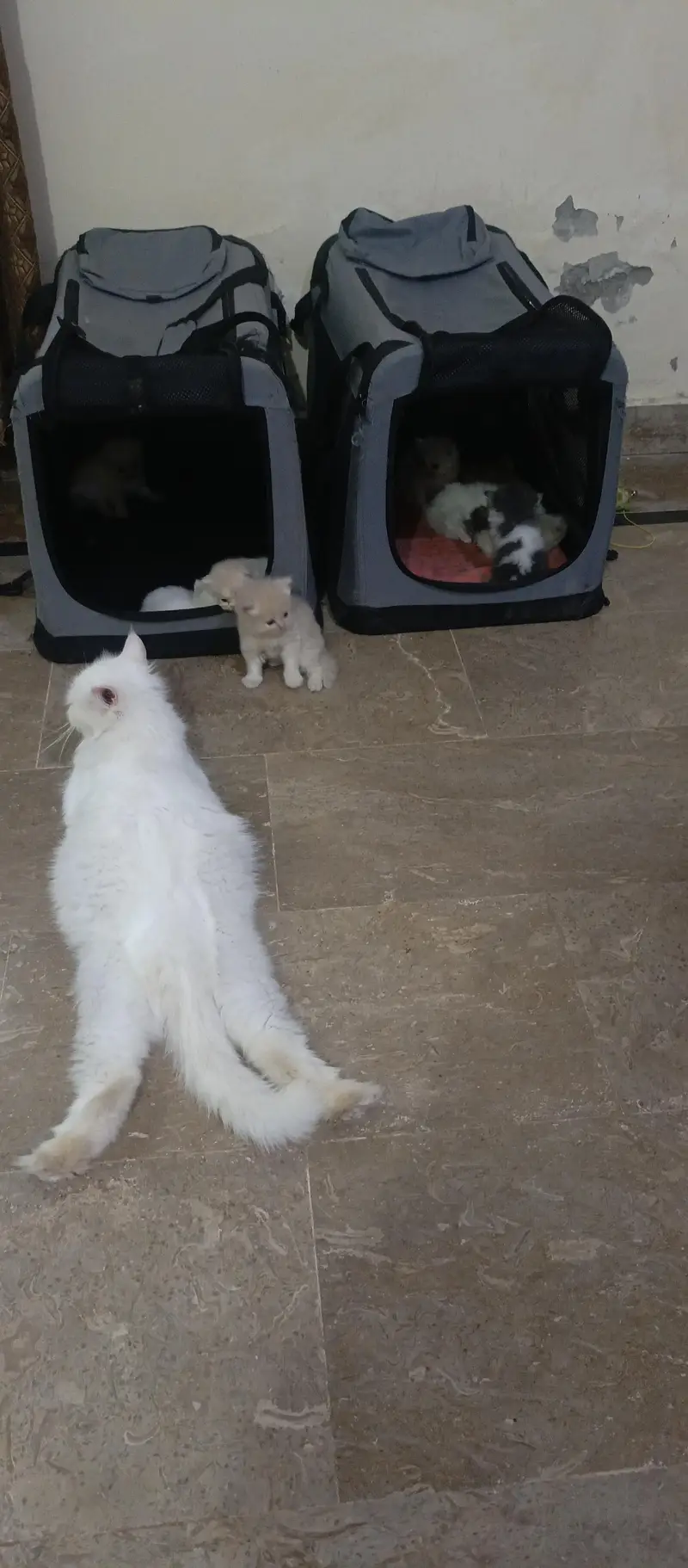 cute kittens — photo 11