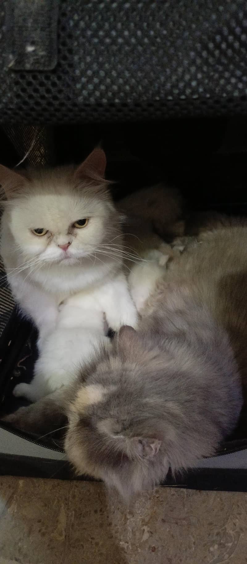 cute kittens 11