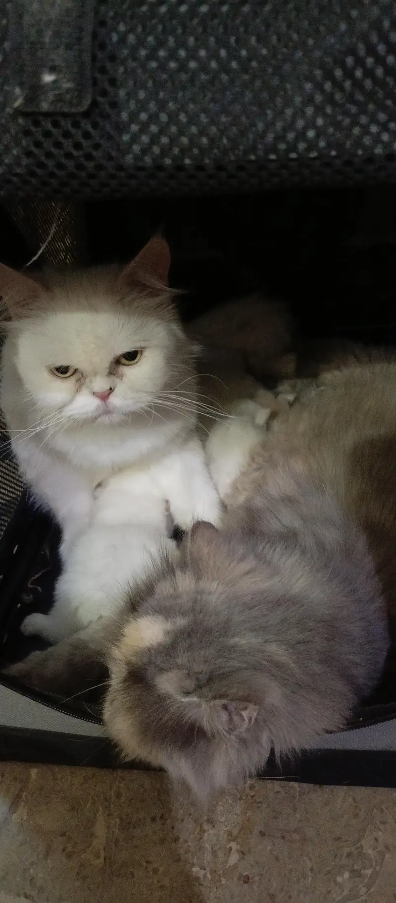 cute kittens — photo 12