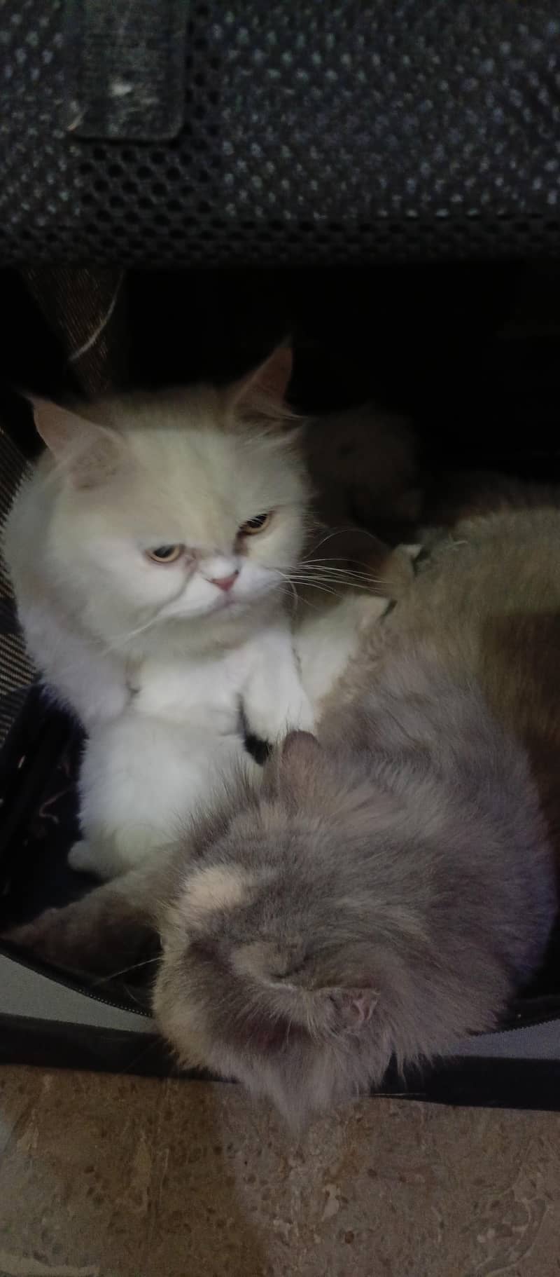 cute kittens 12