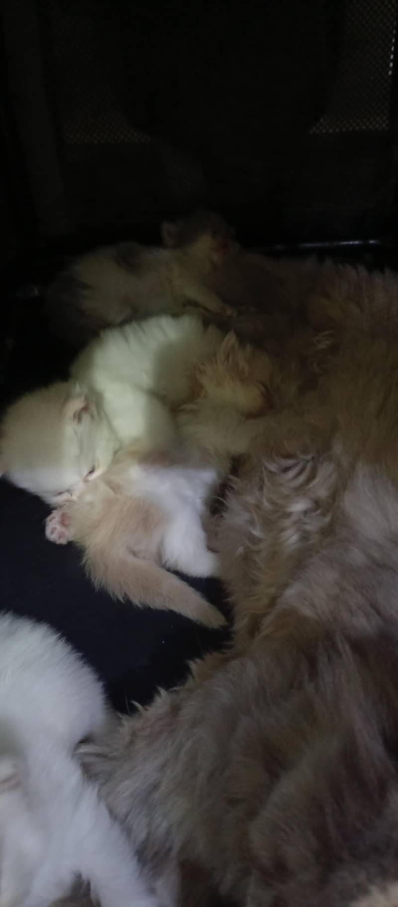 cute kittens 13