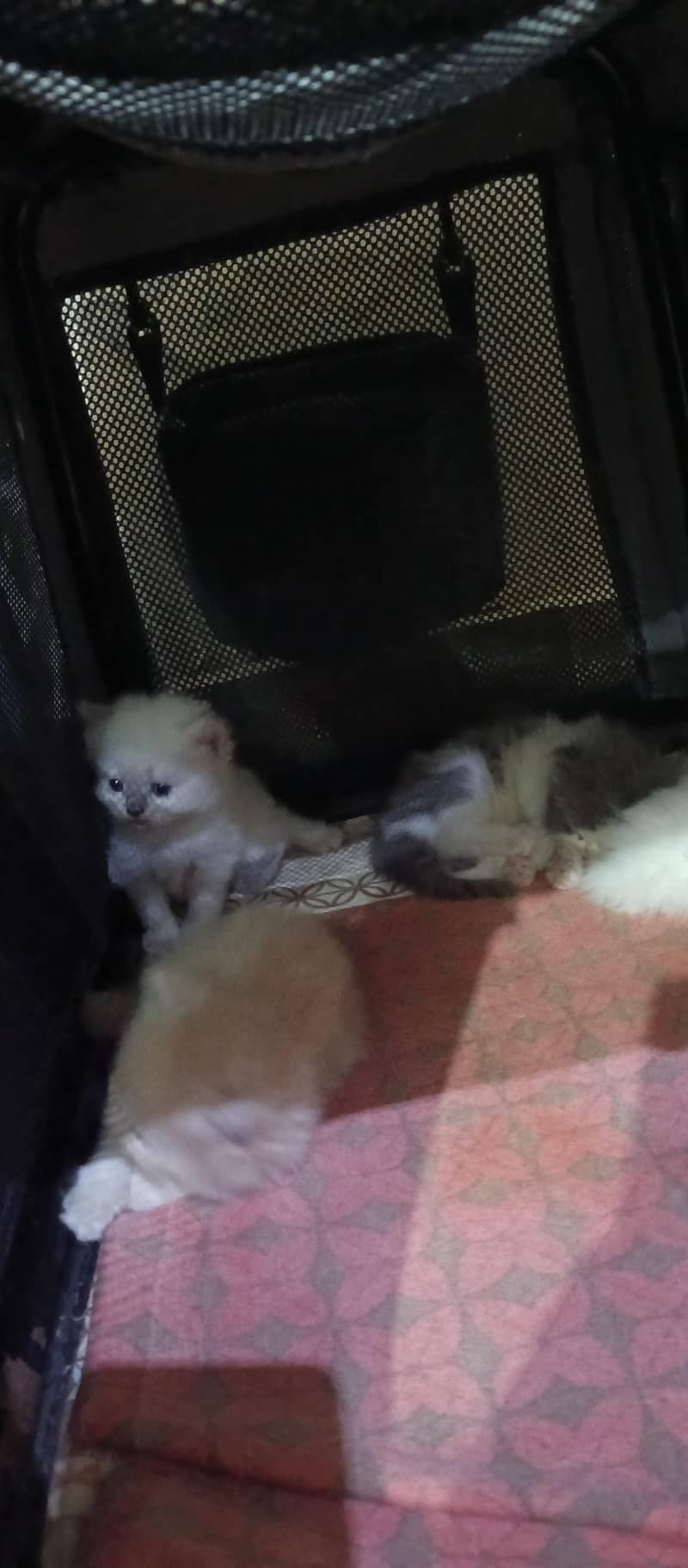 cute kittens 14