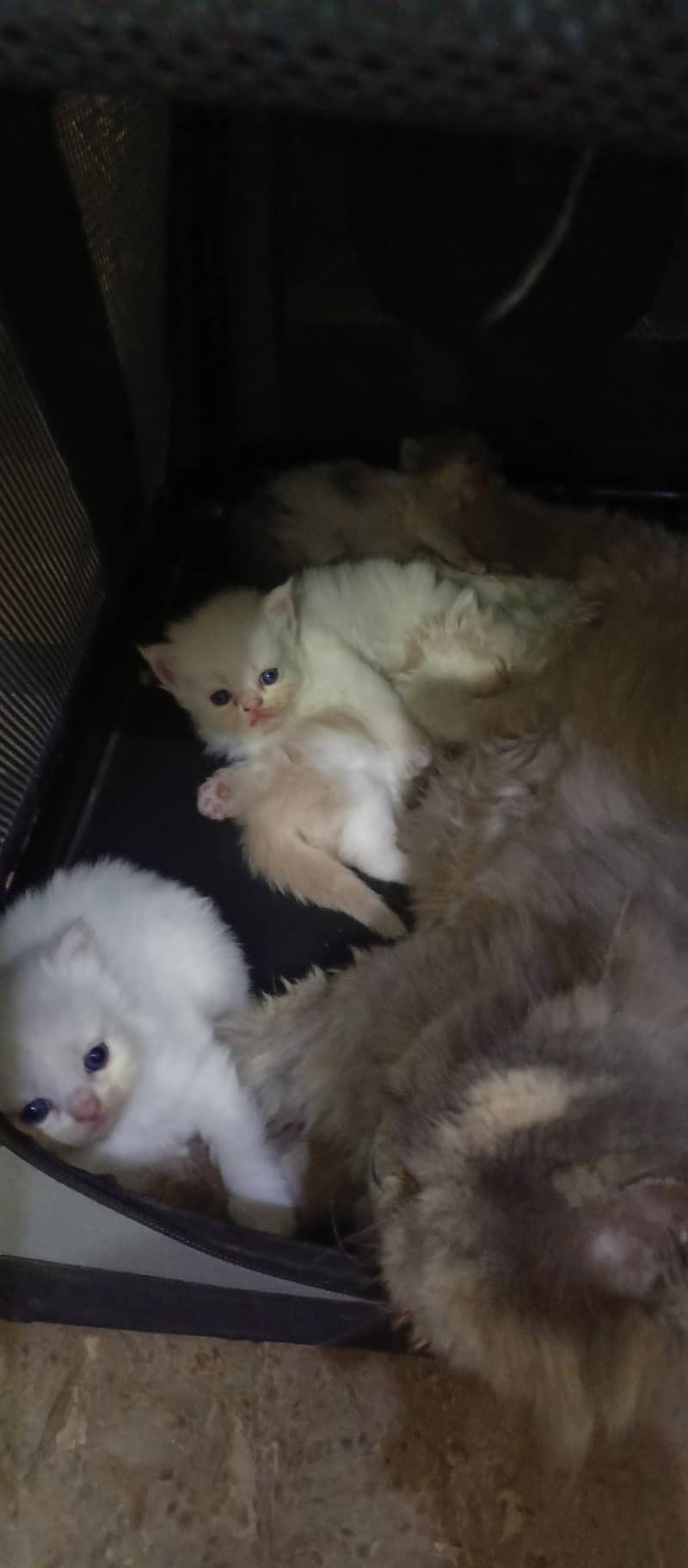 cute kittens 15