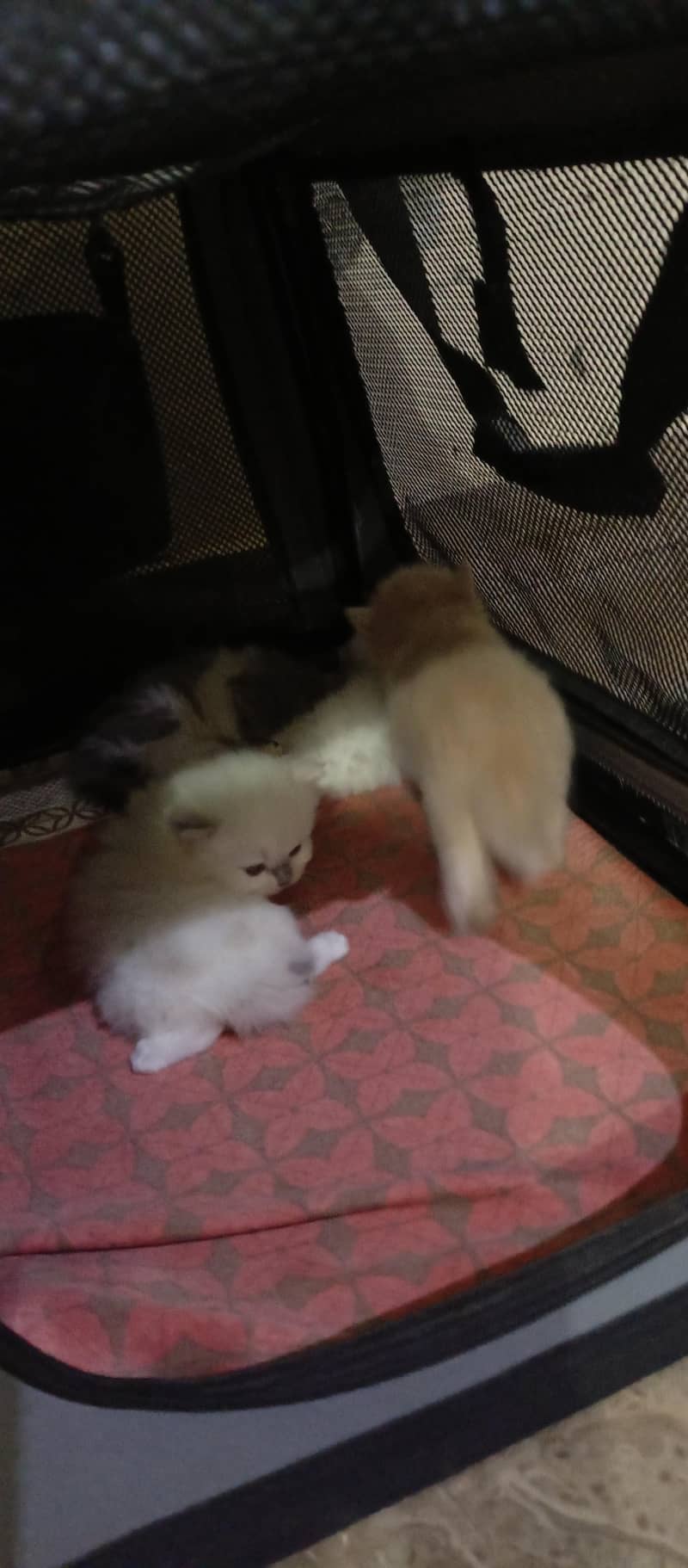 cute kittens 16