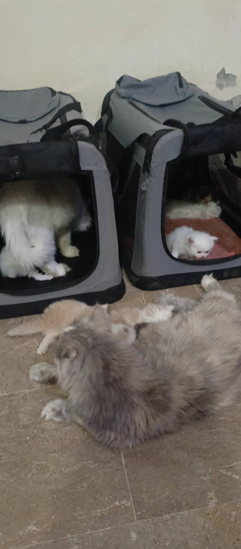 cute kittens 17
