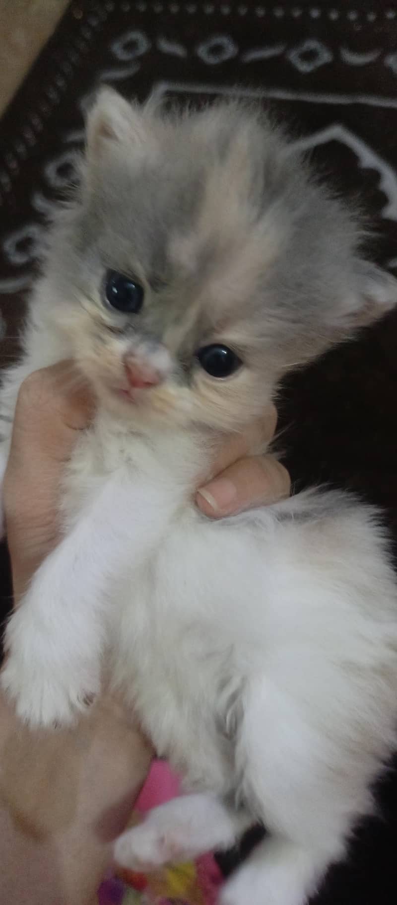 cute kittens 18