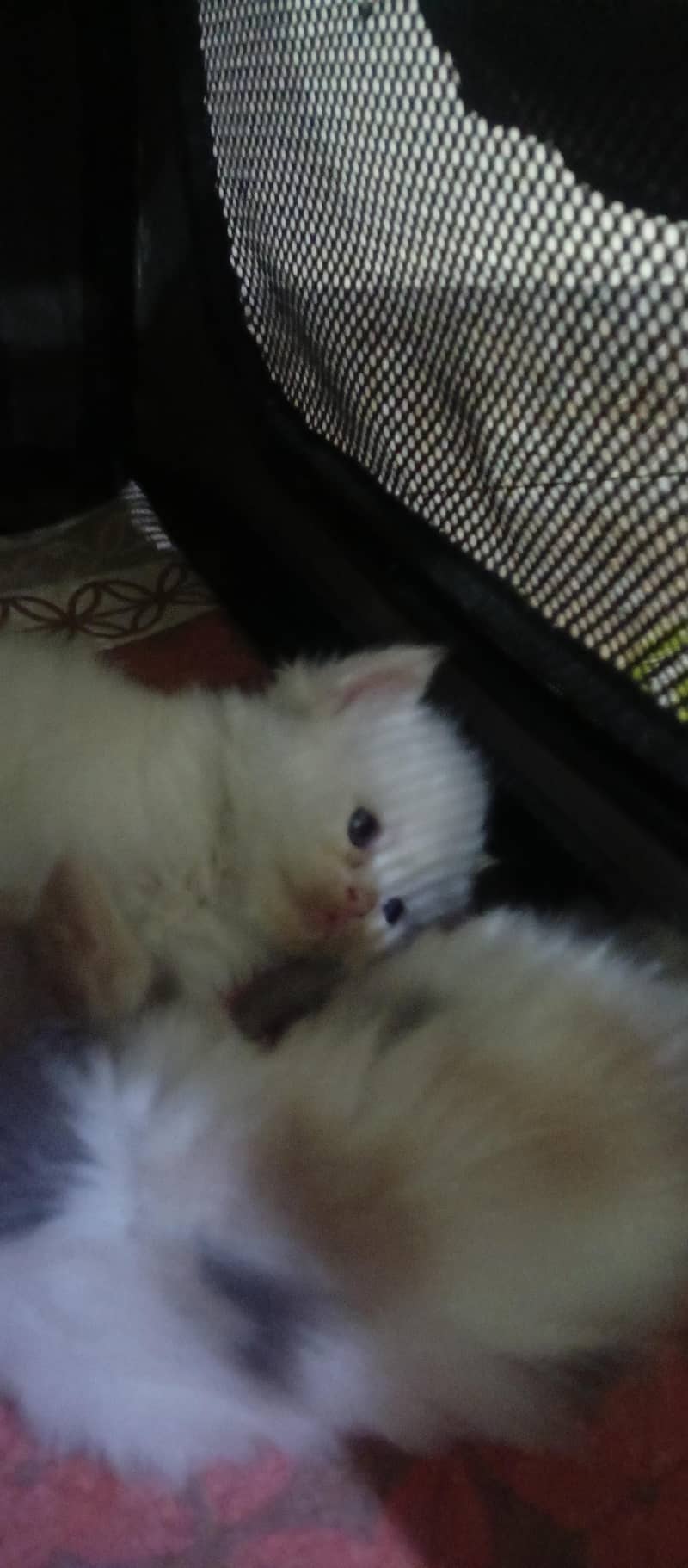 cute kittens 19