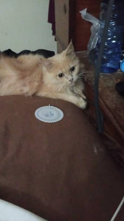 selling my 2 cats female
