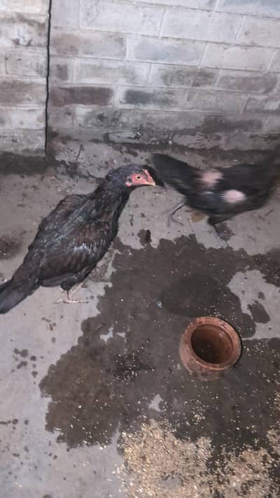 Aseel hen for sale