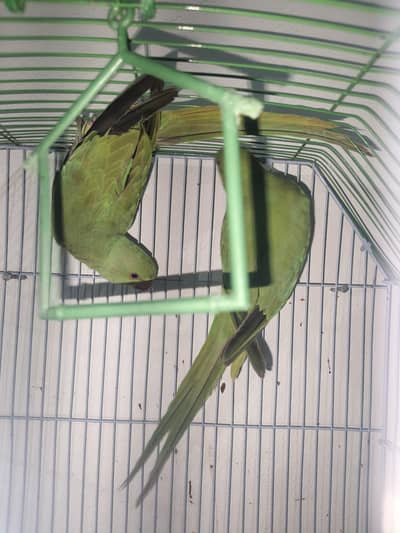pair of parrot