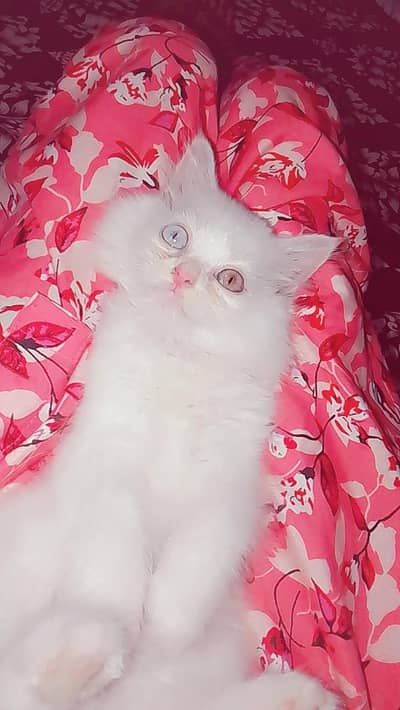 Cute Female Kitten for Sale