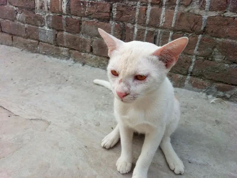 Ghar ki fali Hui samajhdar — photo 2