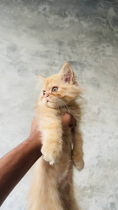 persion cat
