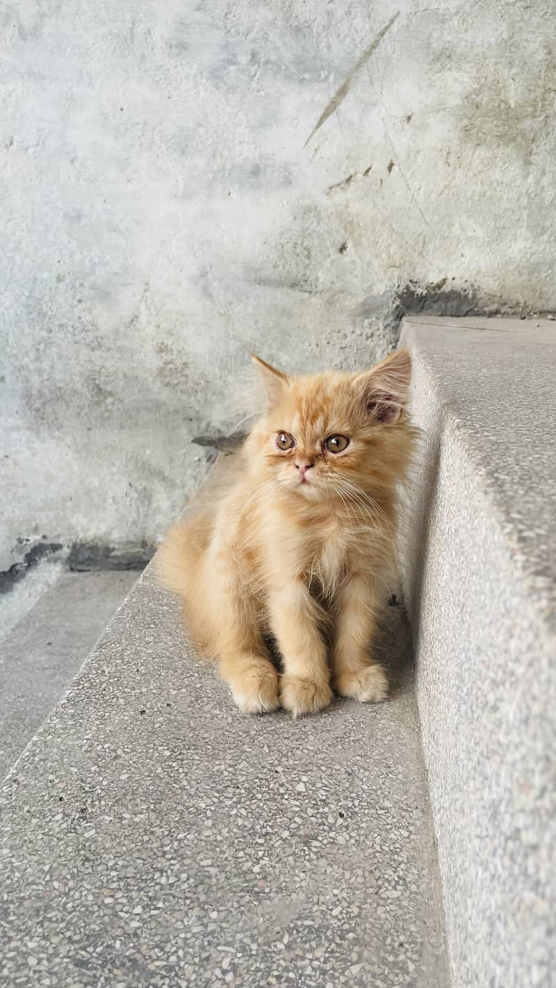 persion cat 1