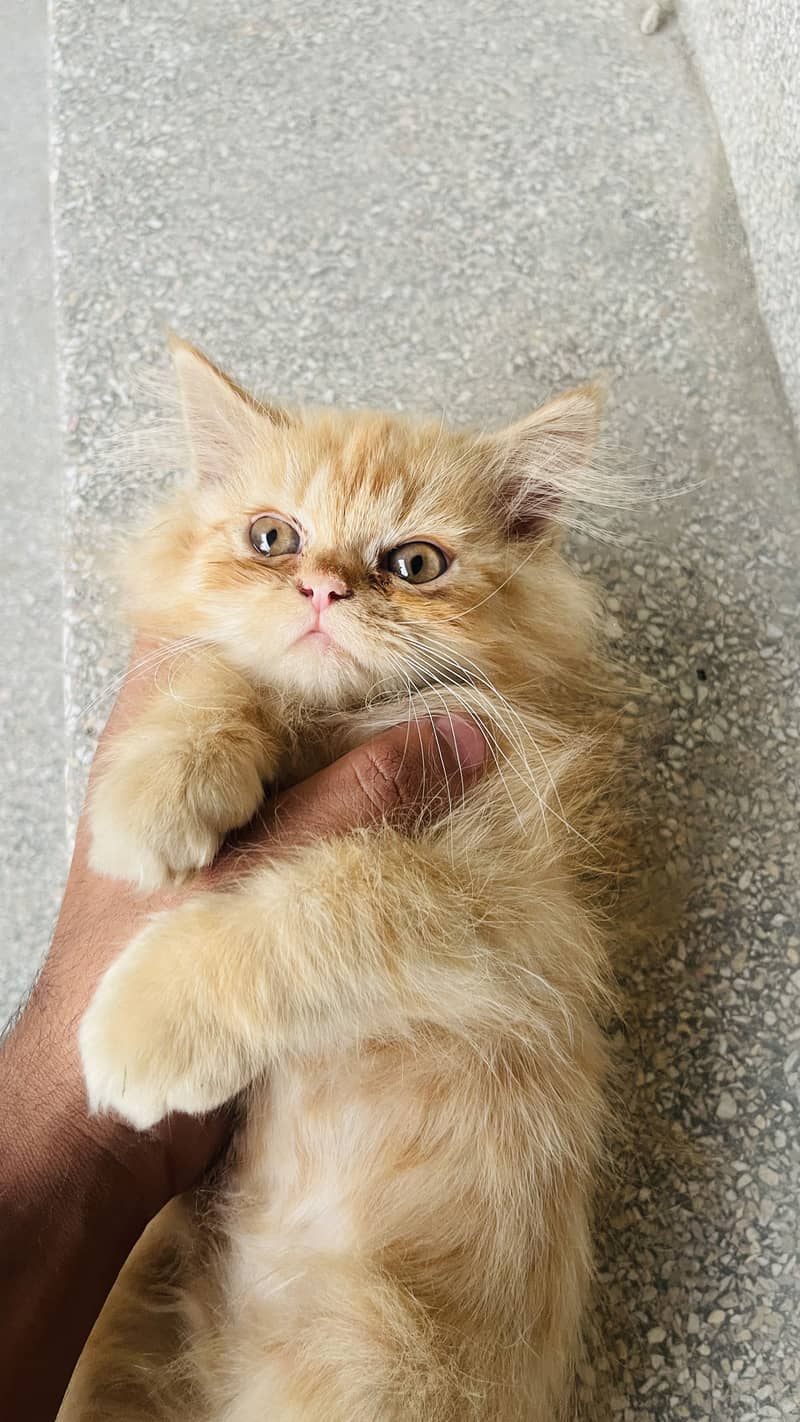persion cat 2