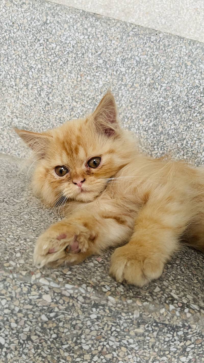 persion cat 3