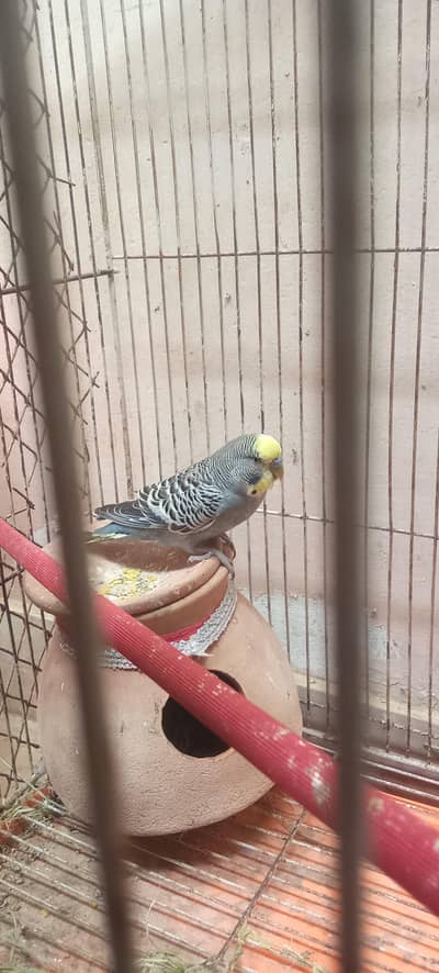 healthy breeder pairs