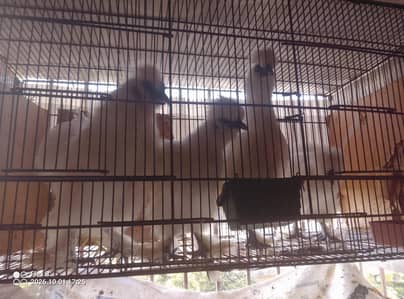 silkie hen