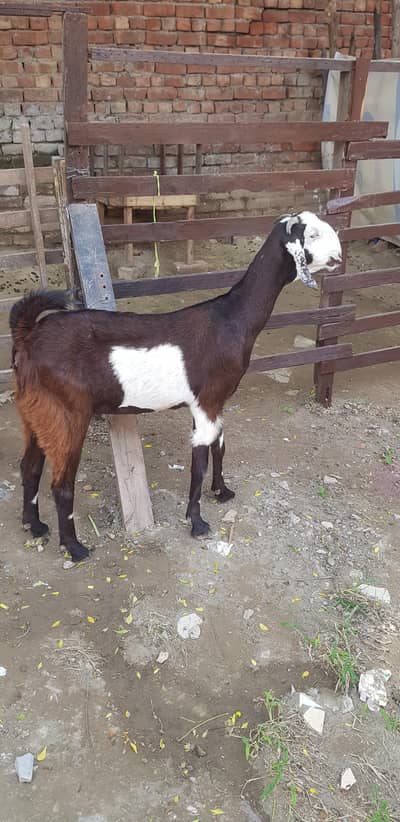 ablack betel cros ma bakri for sele