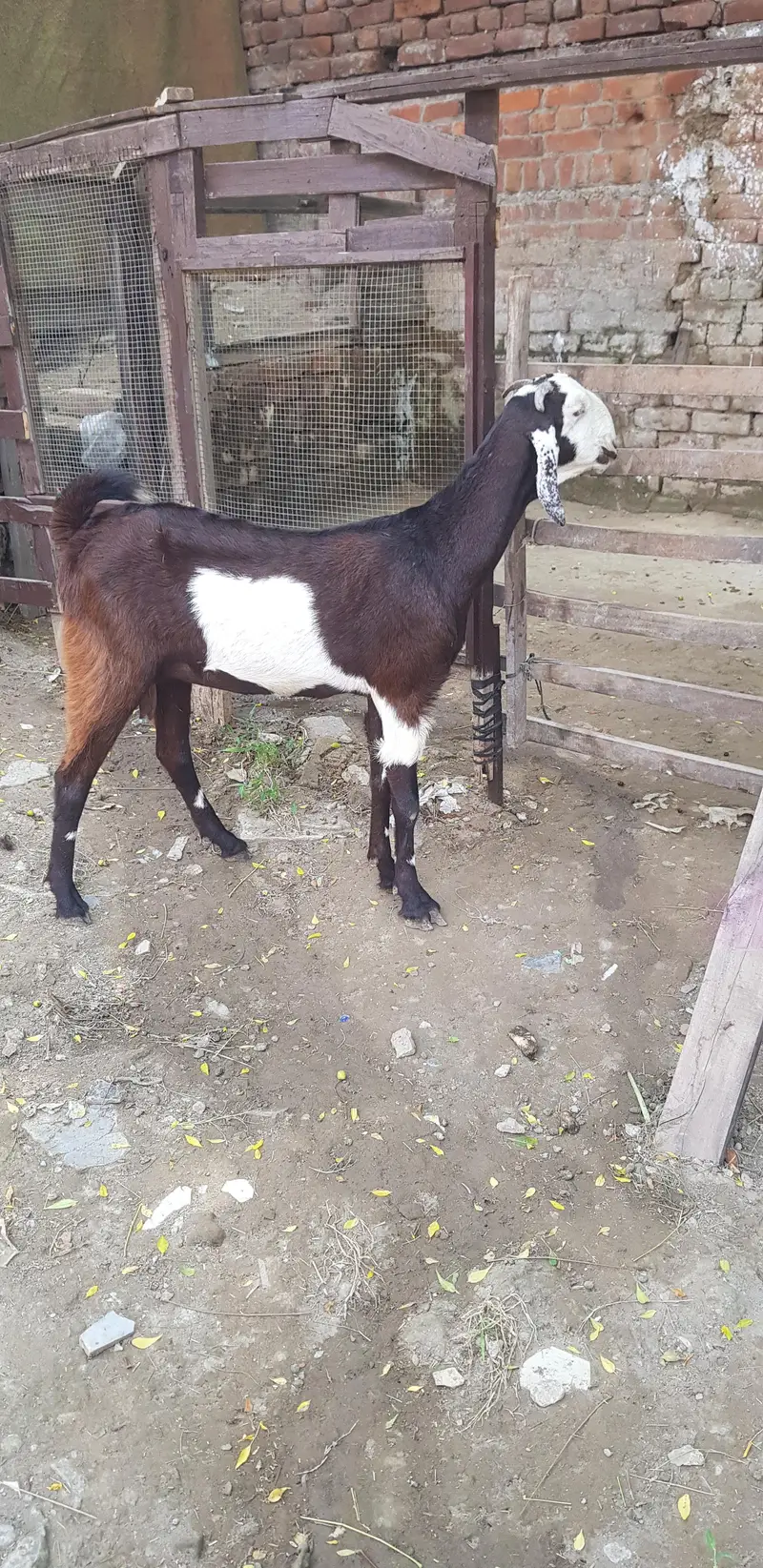 ablack betel cros ma bakri for sele — photo 2
