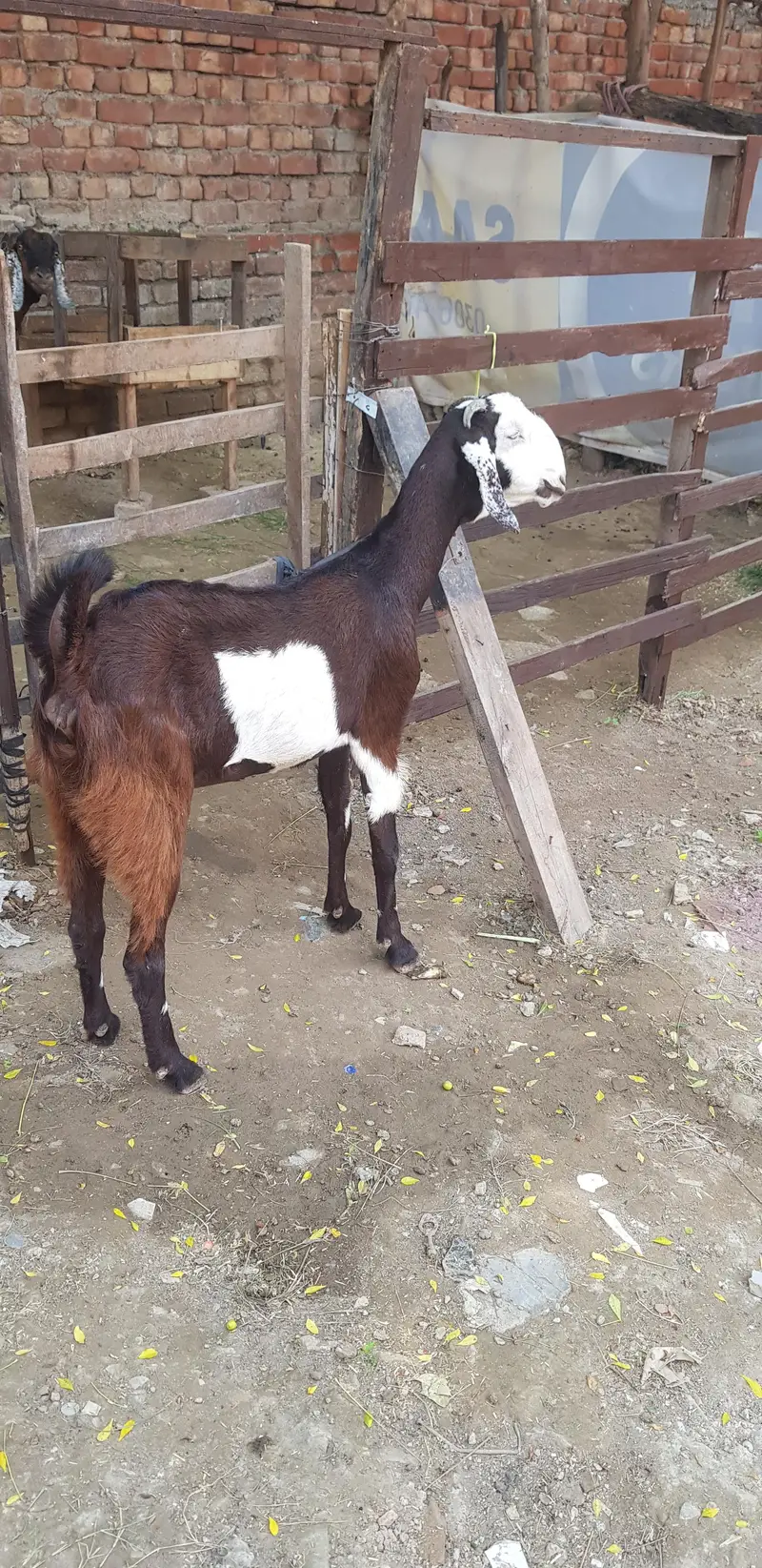ablack betel cros ma bakri for sele — photo 3