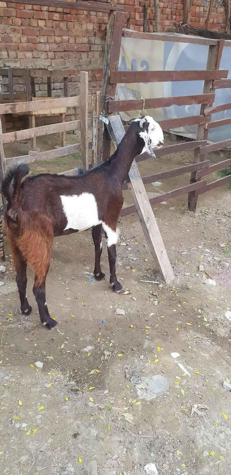 ablack betel cros ma bakri for sele — photo 4