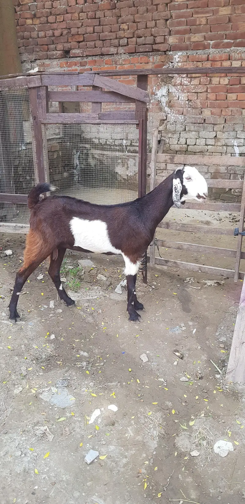 ablack betel cros ma bakri for sele — photo 5