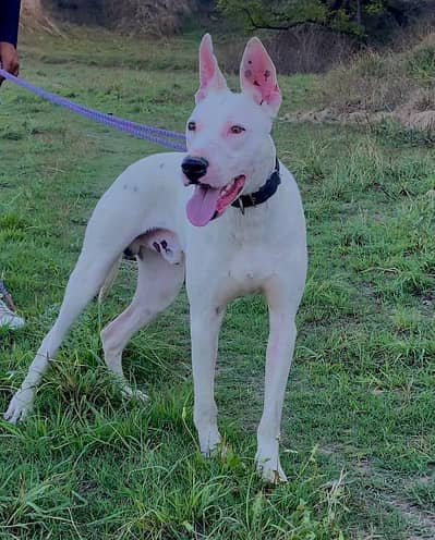 gultair dog patha 18 month age Gooood height