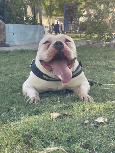 Pocket American Bully Open for Stud.