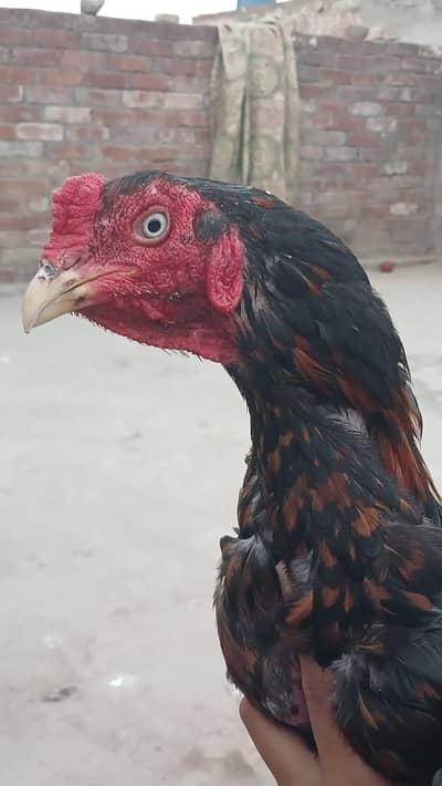 Aseel high quality male full Active