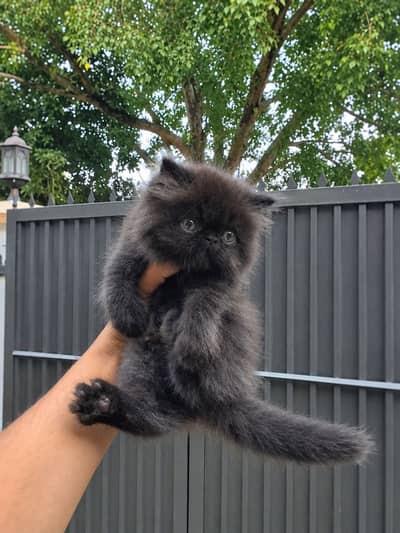 Persian punch face black kitten