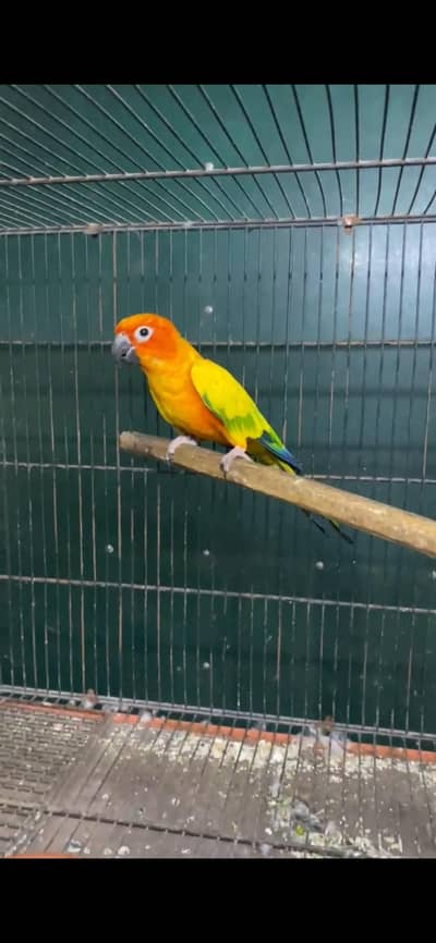 sunconor male
