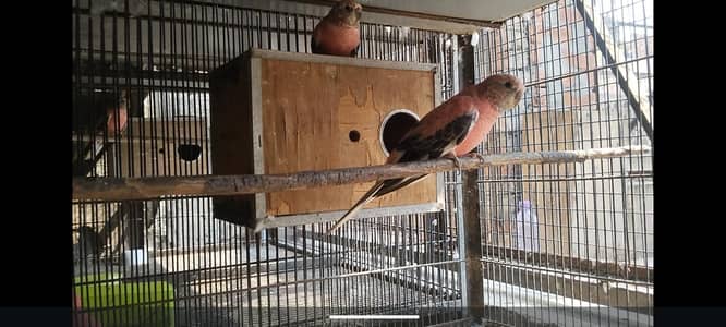 rose bourkey parakeets