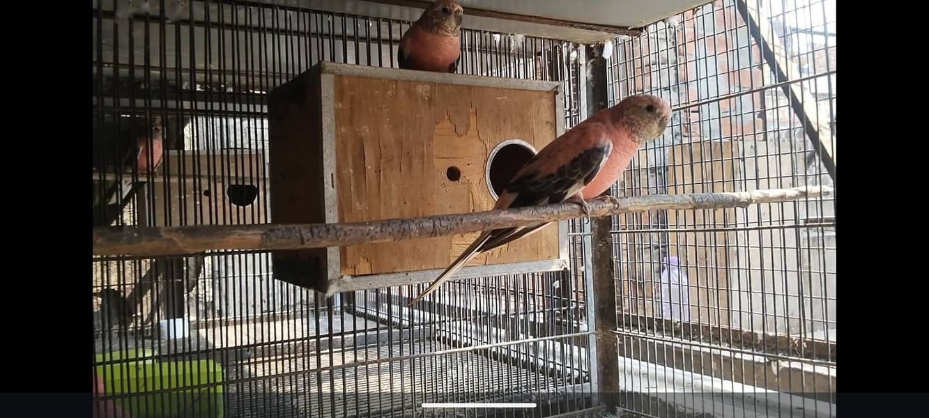 rose bourkey parakeets 0