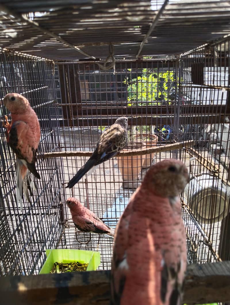 rose bourkey parakeets 1
