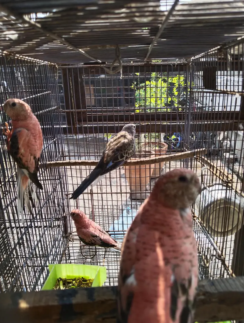 rose bourkey parakeets — photo 2