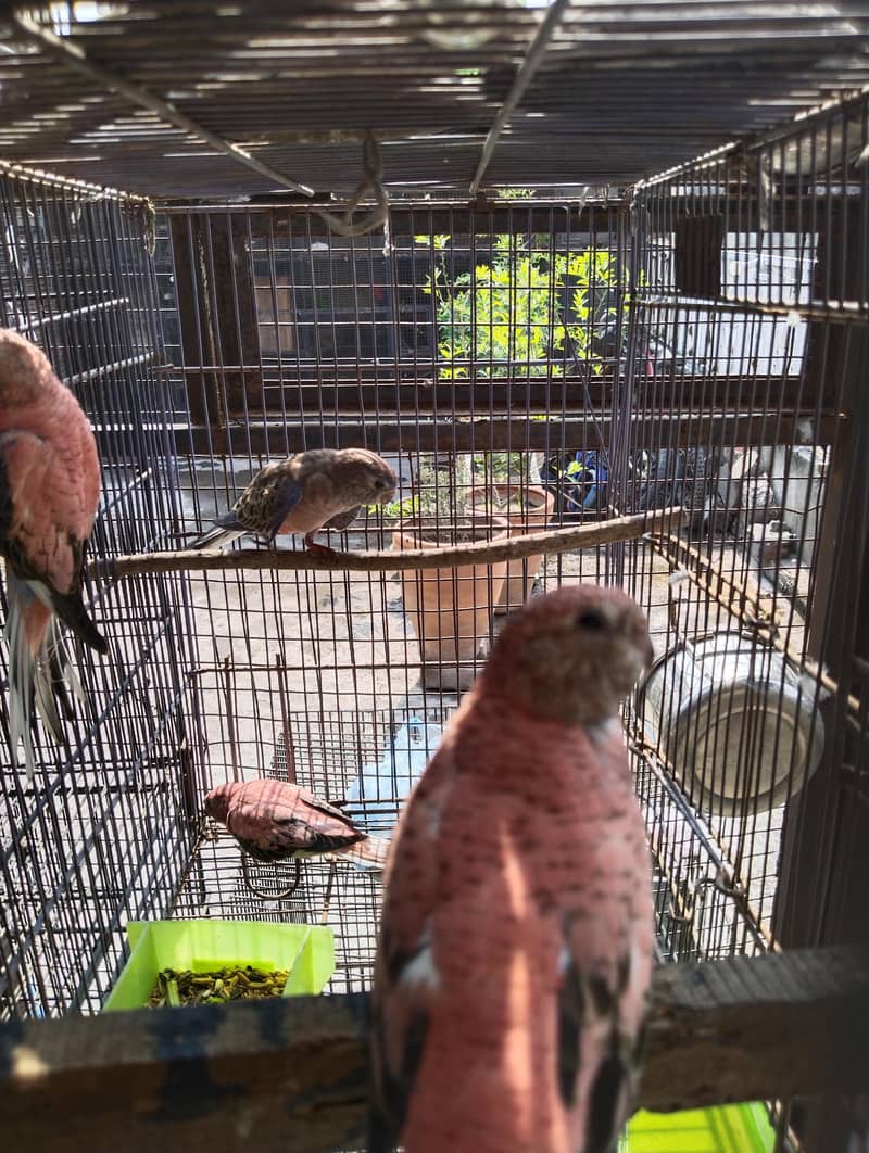 rose bourkey parakeets 2