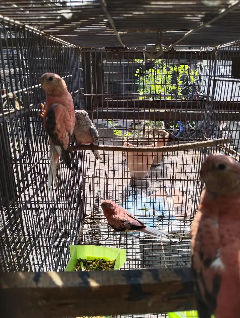 rose bourkey parakeets — photo 4
