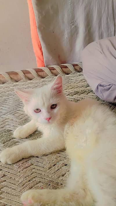 Friendly White Persian Kitten - Active & Healthy for sale