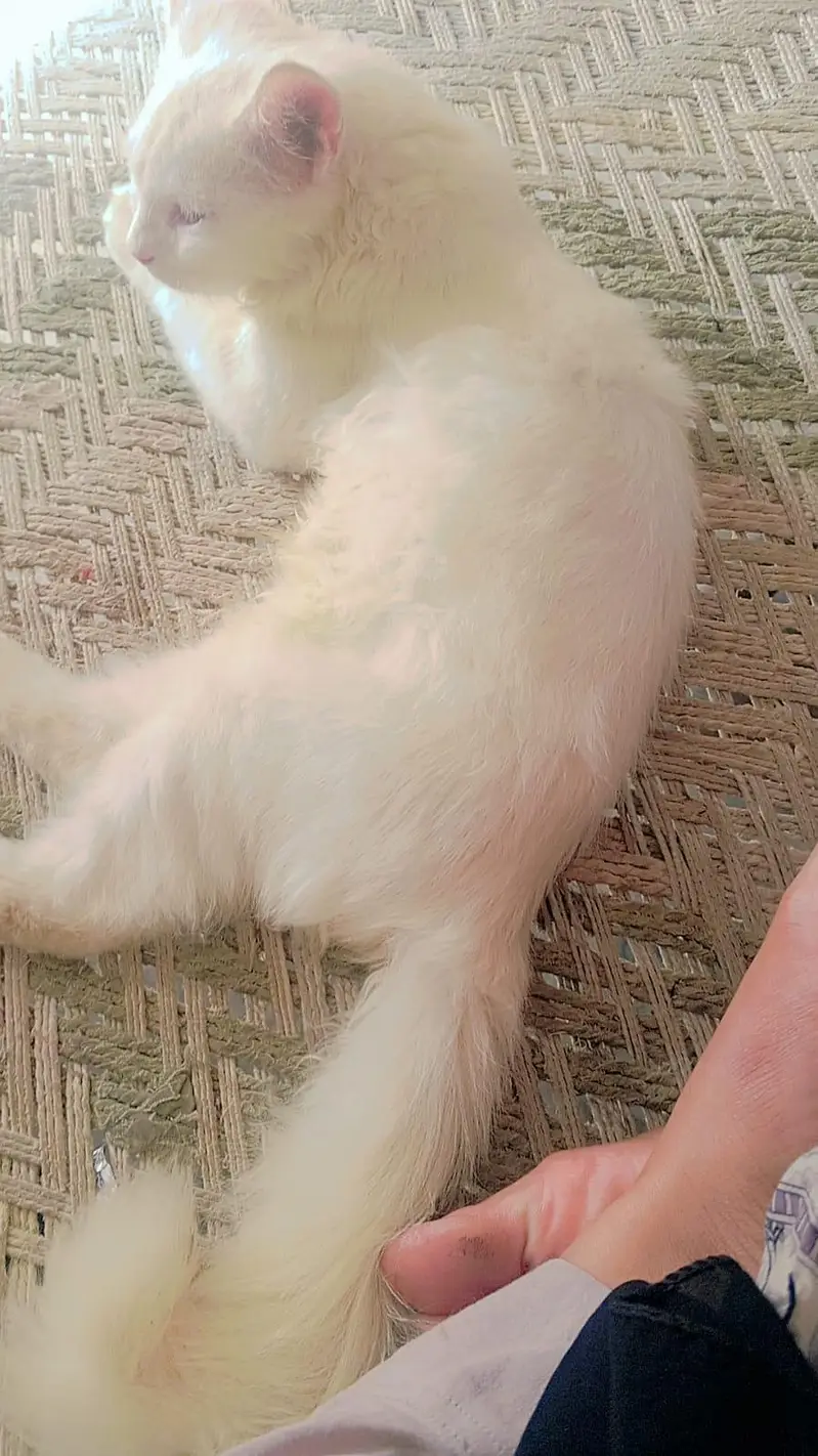 Friendly White Persian Kitten - Active & Healthy for sale — photo 2