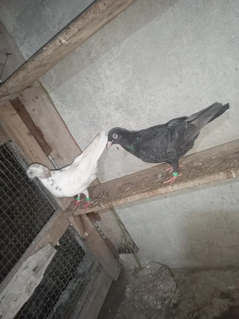 for sale Whatsapp 03125000521 — photo 3