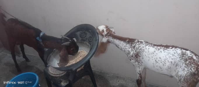 goats for sale