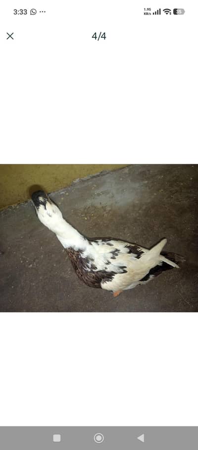pair ducks for urgent sale