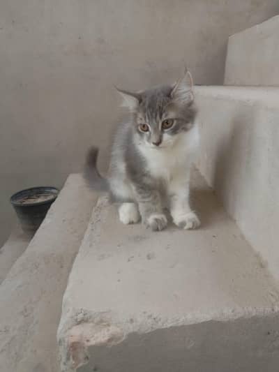 cat sale