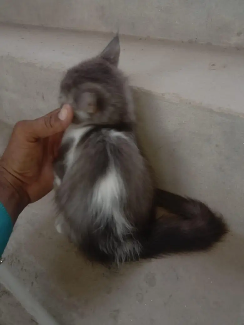 cat sale — photo 2