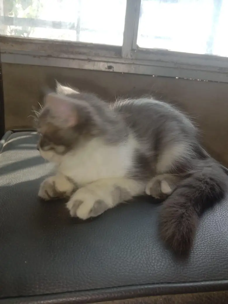 cat sale — photo 3