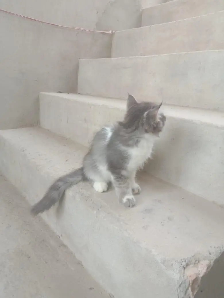 cat sale — photo 4