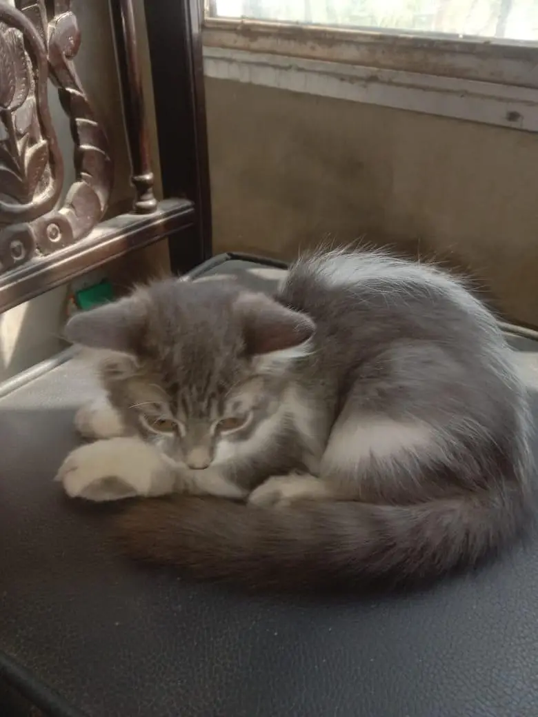 cat sale — photo 5
